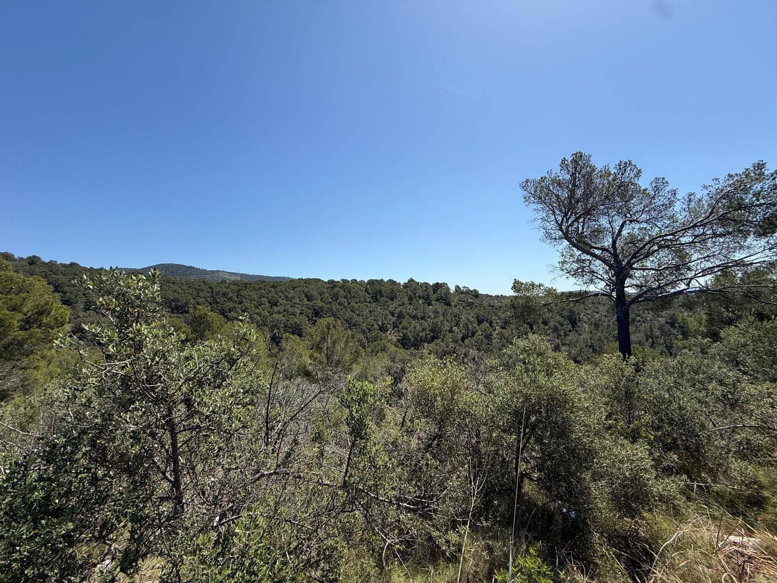 Finca/Country House for sale in Bunyola - € 2,650,000 (Ref: 9839273)