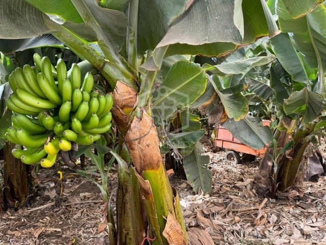 Finca/Landehus til salg i Arona - € 6.500.000 (Ref: 9307100)