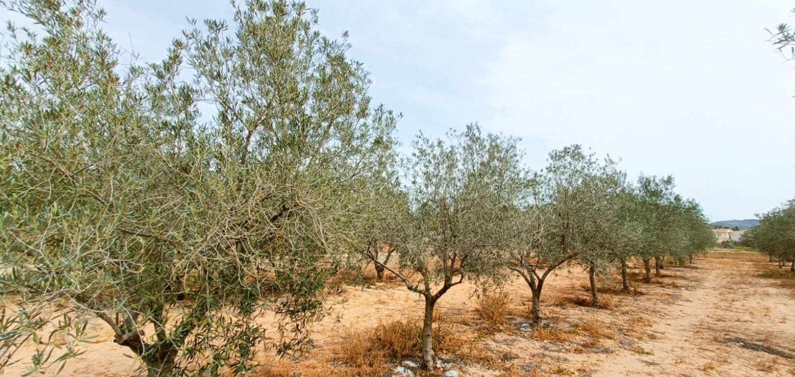 4 sypialnia Willa na sprzedaż w Hondon de los Frailes - 180 000 € (Ref: 8971139)