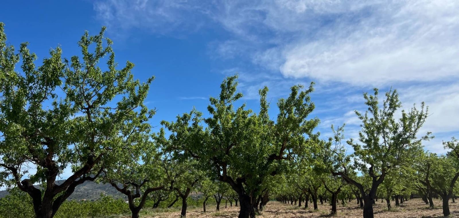 Byggegrund til salg i Hondon de los Frailes - € 46.000 (Ref: 9694048)