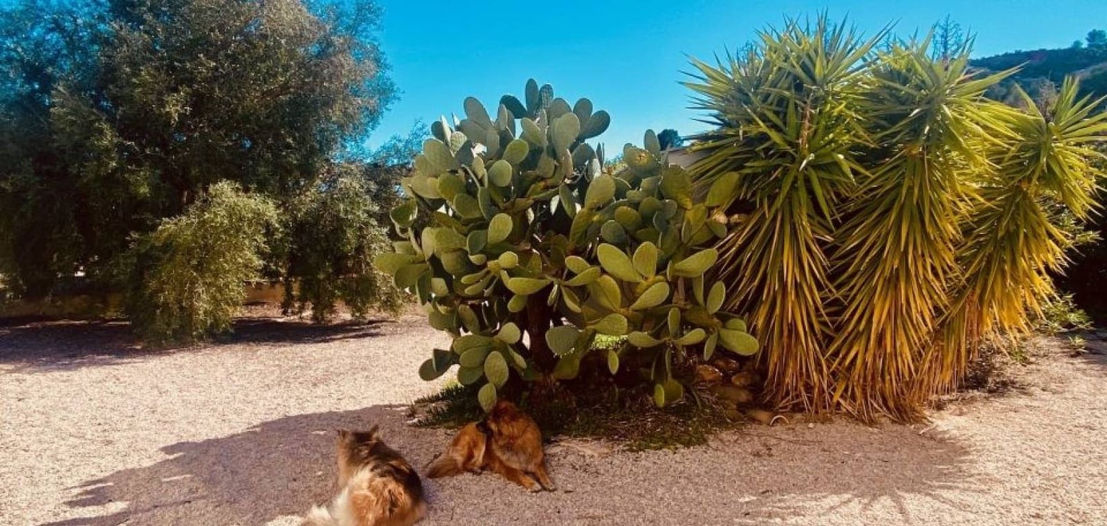 5 slaapkamer Villa te koop in El Canton met zwembad garage - € 475.000 (Ref: 9707933)