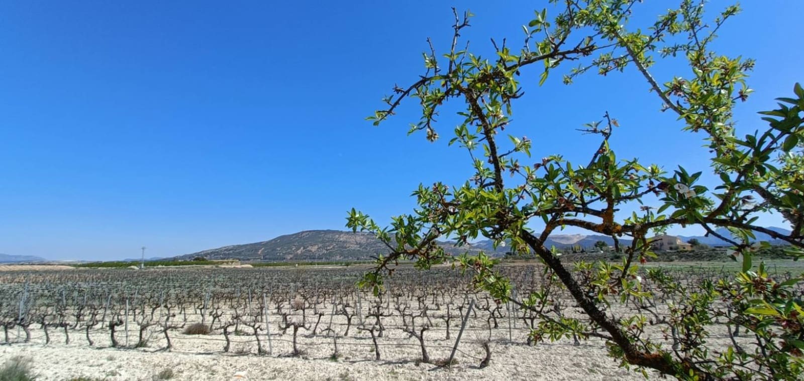 Chalet de 3 habitaciones en Pinoso en venta con piscina - 425.000 € (Ref: 9797430)