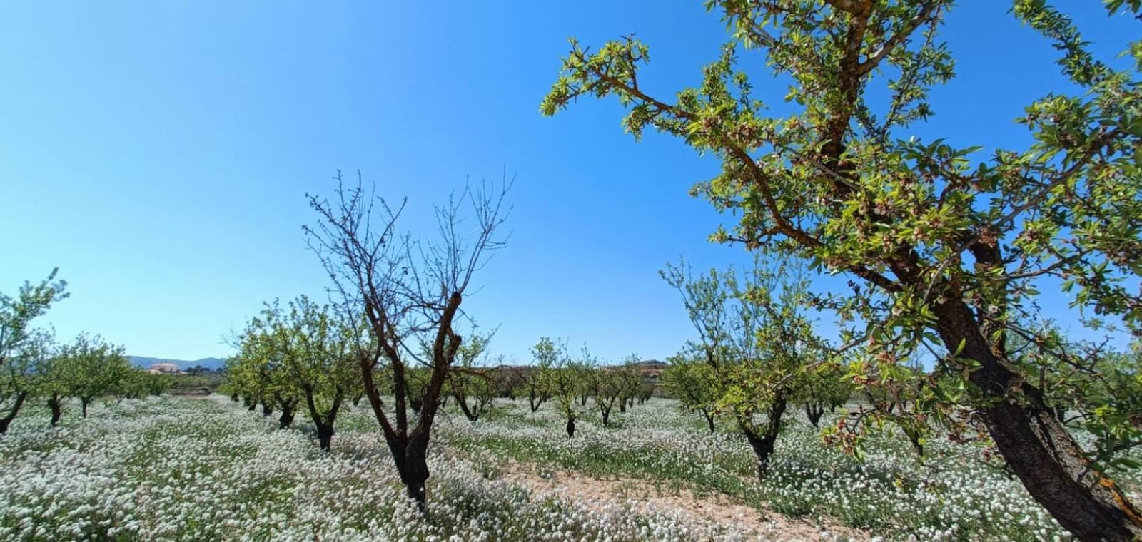 Chalet de 3 habitaciones en Pinoso en venta con piscina - 425.000 € (Ref: 9797430)