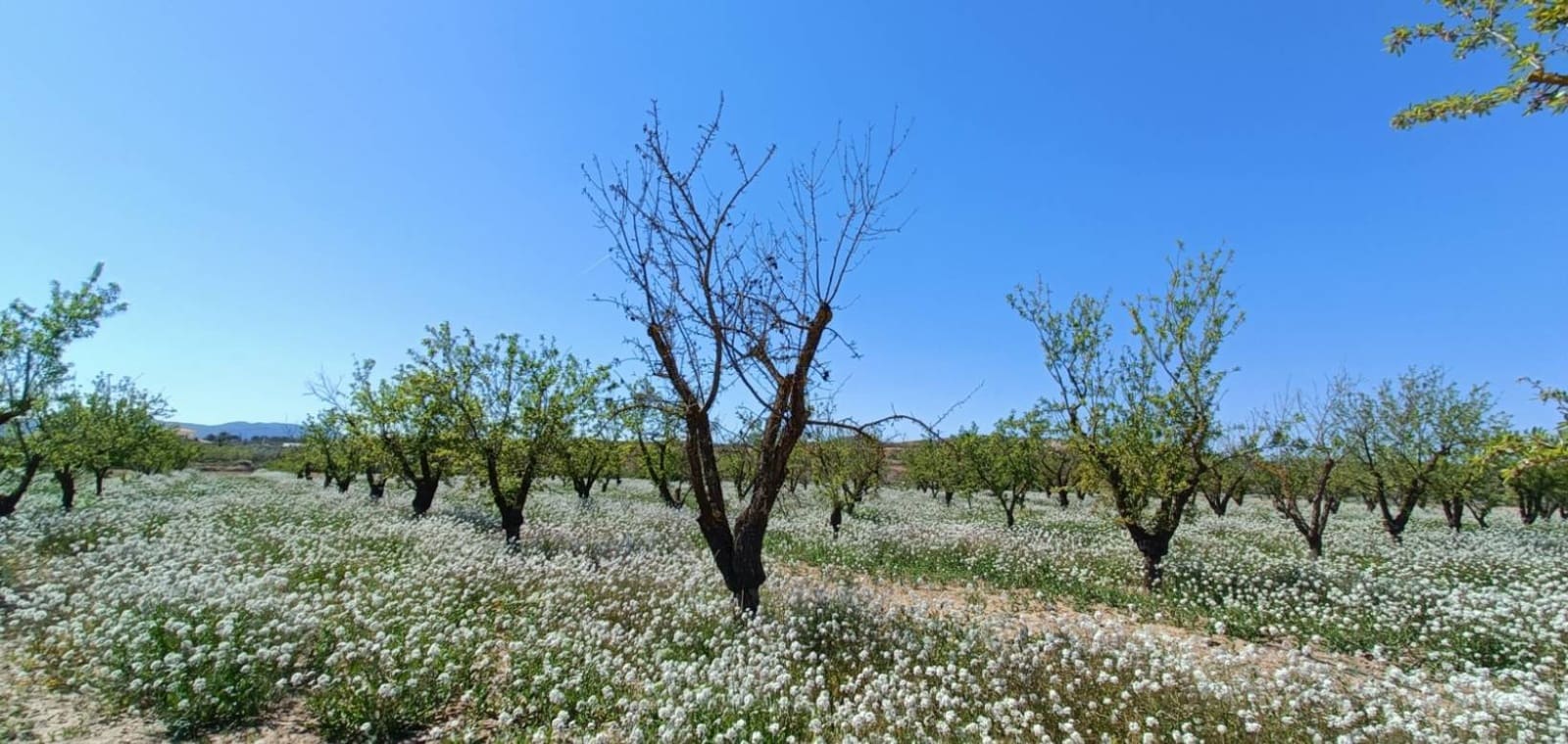 Chalet de 3 habitaciones en Pinoso en venta con piscina - 425.000 € (Ref: 9797430)