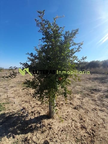 Terreno/Finca Rústica en María de la Salud / María de la Salut en venta - 20.000 € (Ref: 10139745)