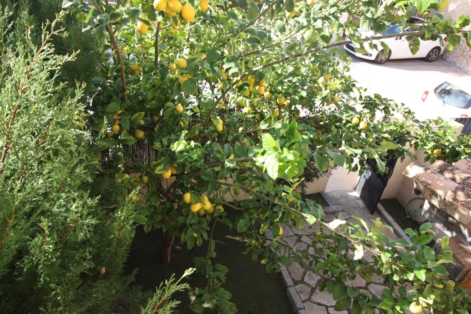 3 sovrum Villa att hyra i Binissalem - 1 700 € (Ref: 9437550)