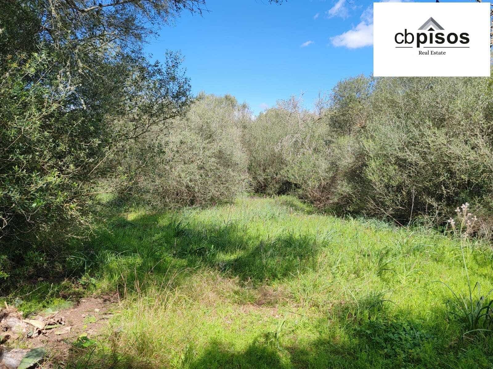 Undeveloped Land for sale in Portol - € 35,000 (Ref: 9726765)