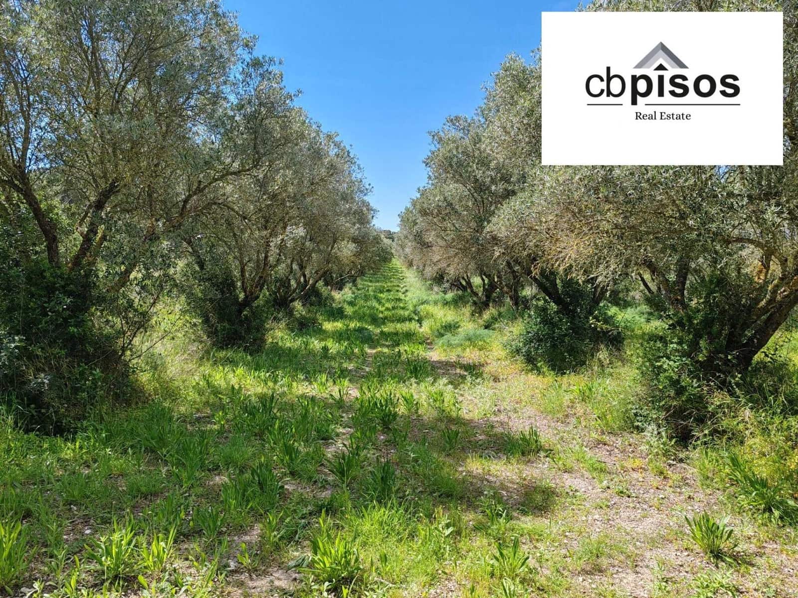 Undeveloped Land for sale in Montuiri - € 61,000 (Ref: 9788528)