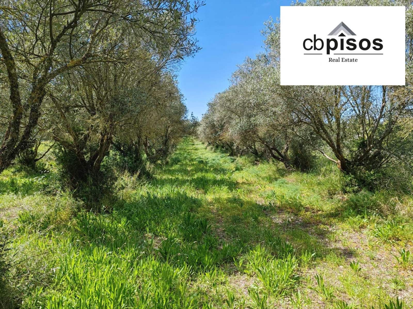 Undeveloped Land for sale in Montuiri - € 61,000 (Ref: 9788528)