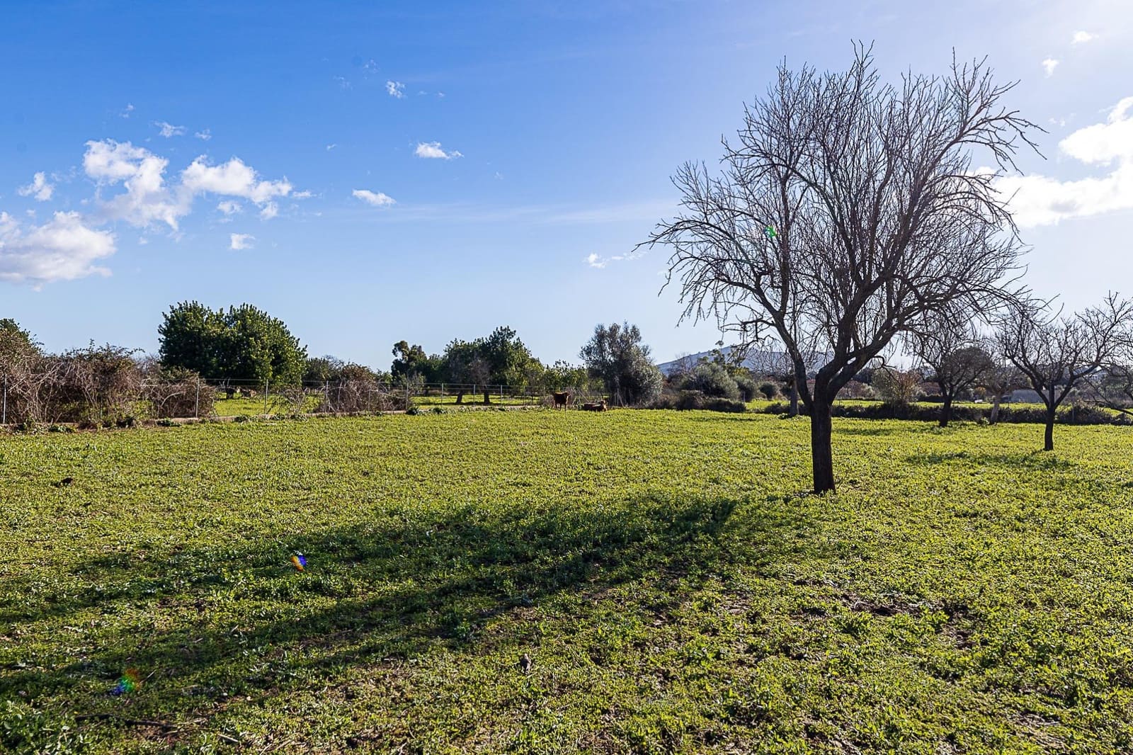 1 soverom Finca/Herregård til salgs i Selva - € 129 900 (Ref: 9497534)