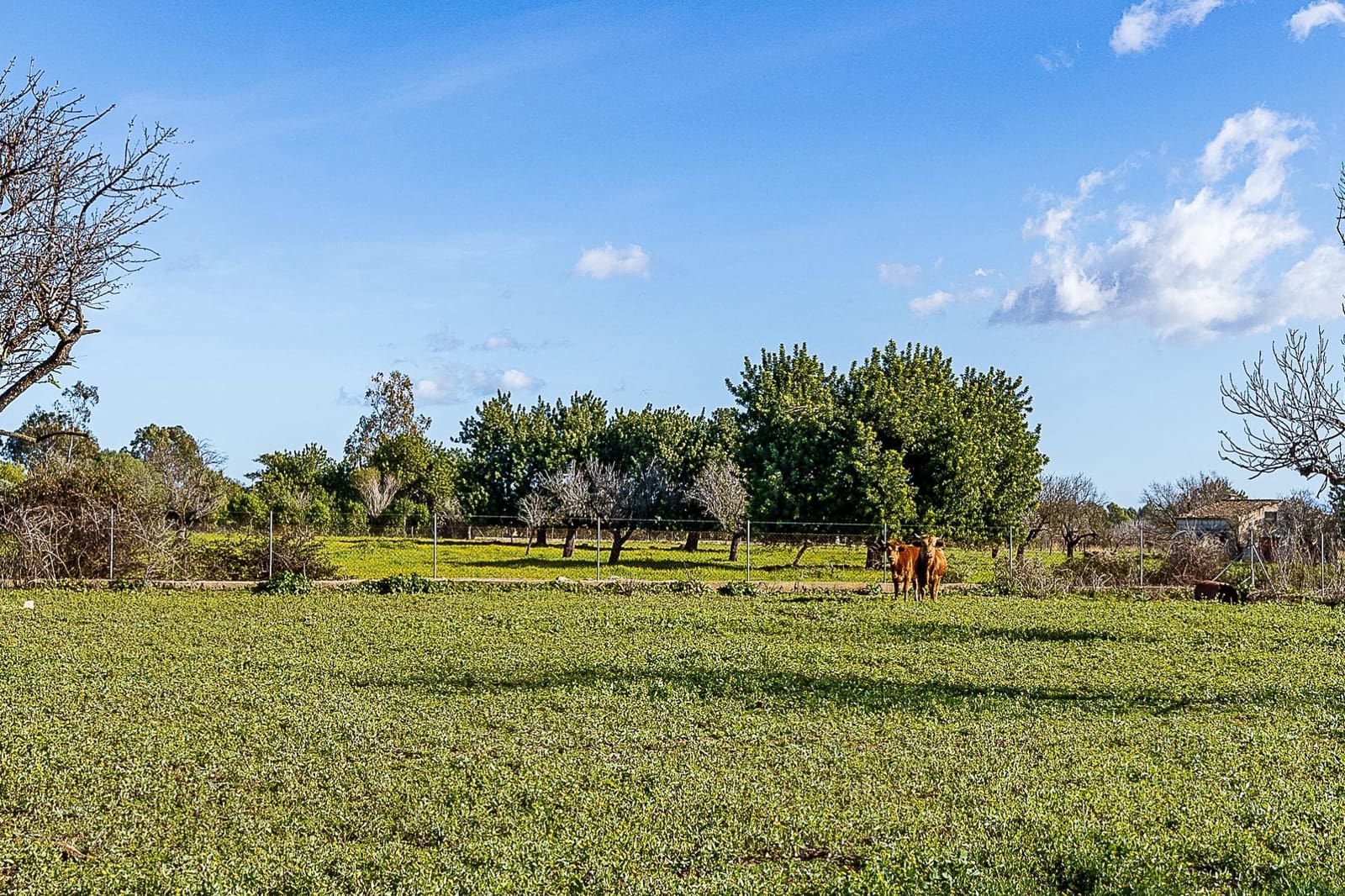 1 soverom Finca/Herregård til salgs i Selva - € 129 900 (Ref: 9497534)