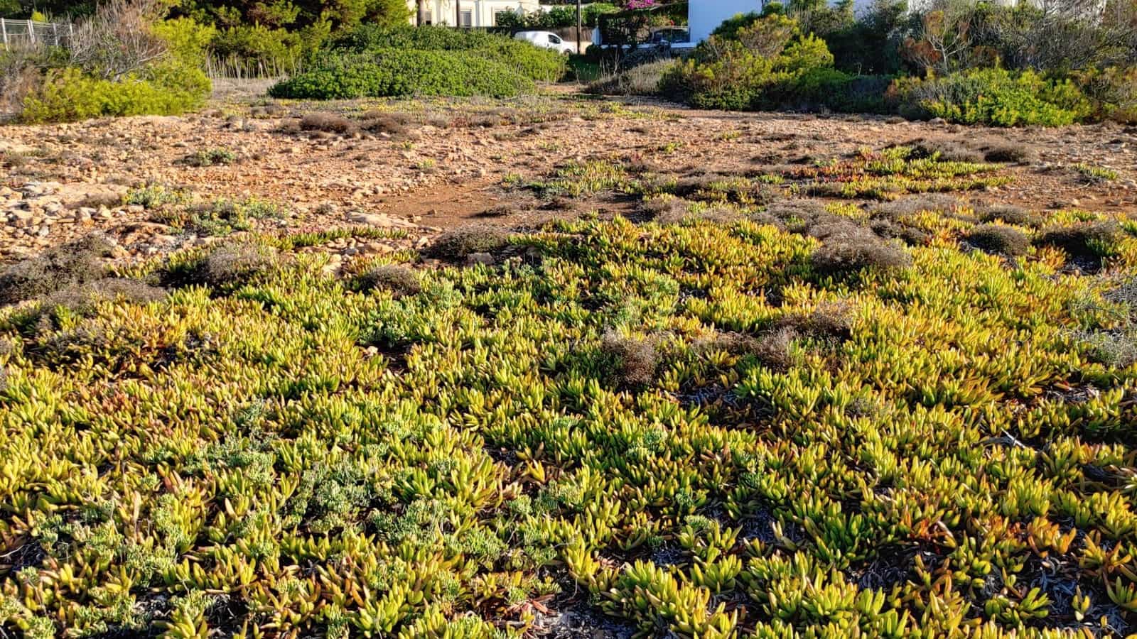 Byggegrund til salg i Llucmajor - € 1.250.000 (Ref: 6185350)