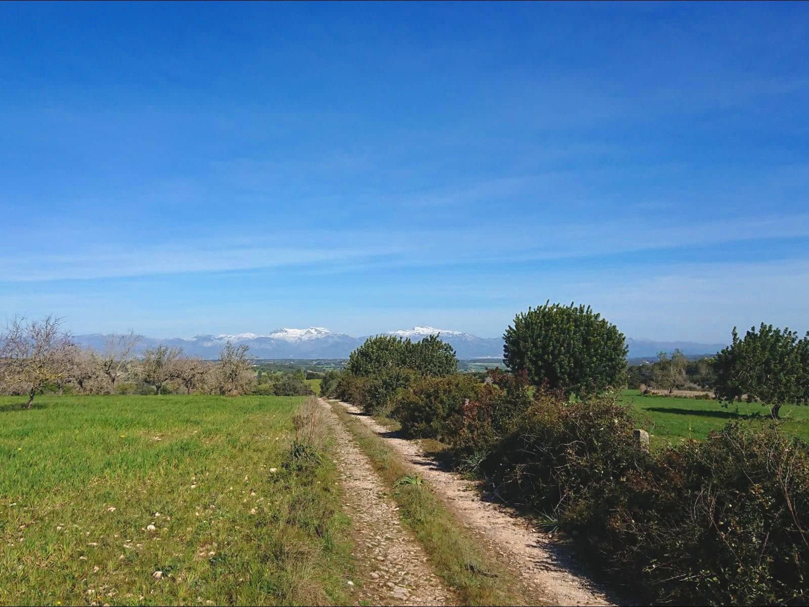 Finca/Casa Rural de 13 habitaciones en Algaida en venta con piscina garaje - 4.200.000 € (Ref: 8463836)