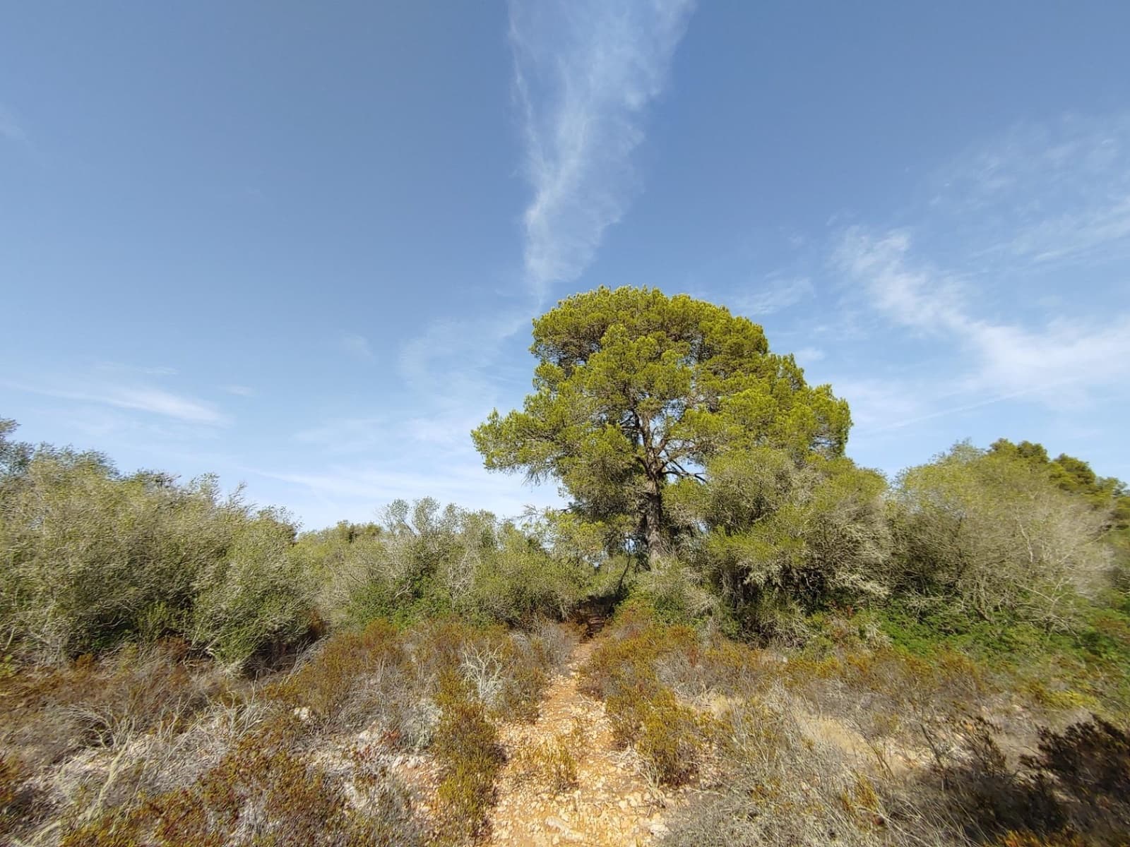 Bouwgrond te koop in Llucmajor - € 980.000 (Ref: 8491095)