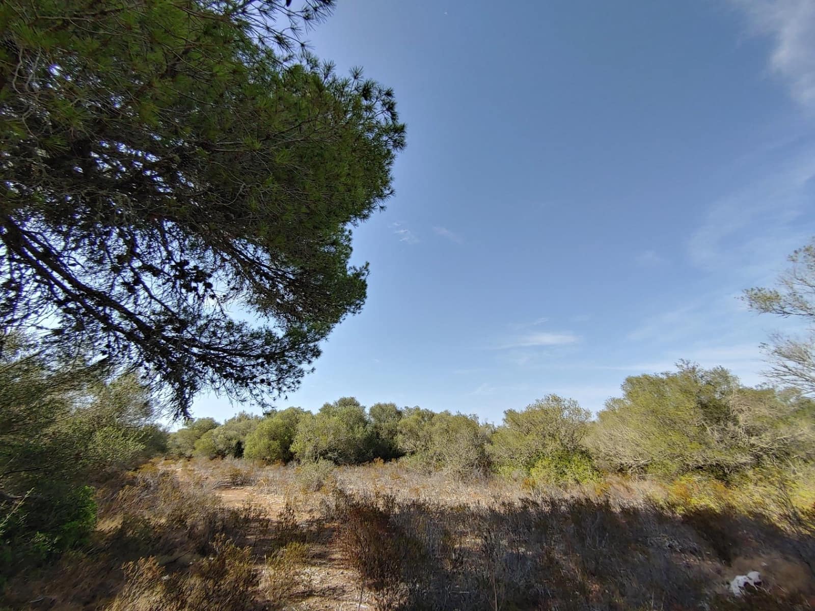 Bouwgrond te koop in Llucmajor - € 980.000 (Ref: 8491095)