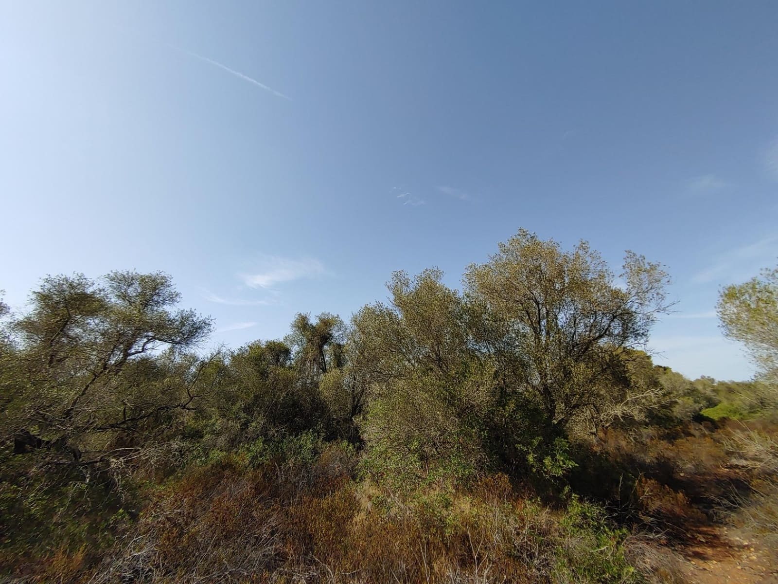 Bouwgrond te koop in Llucmajor - € 980.000 (Ref: 8491095)