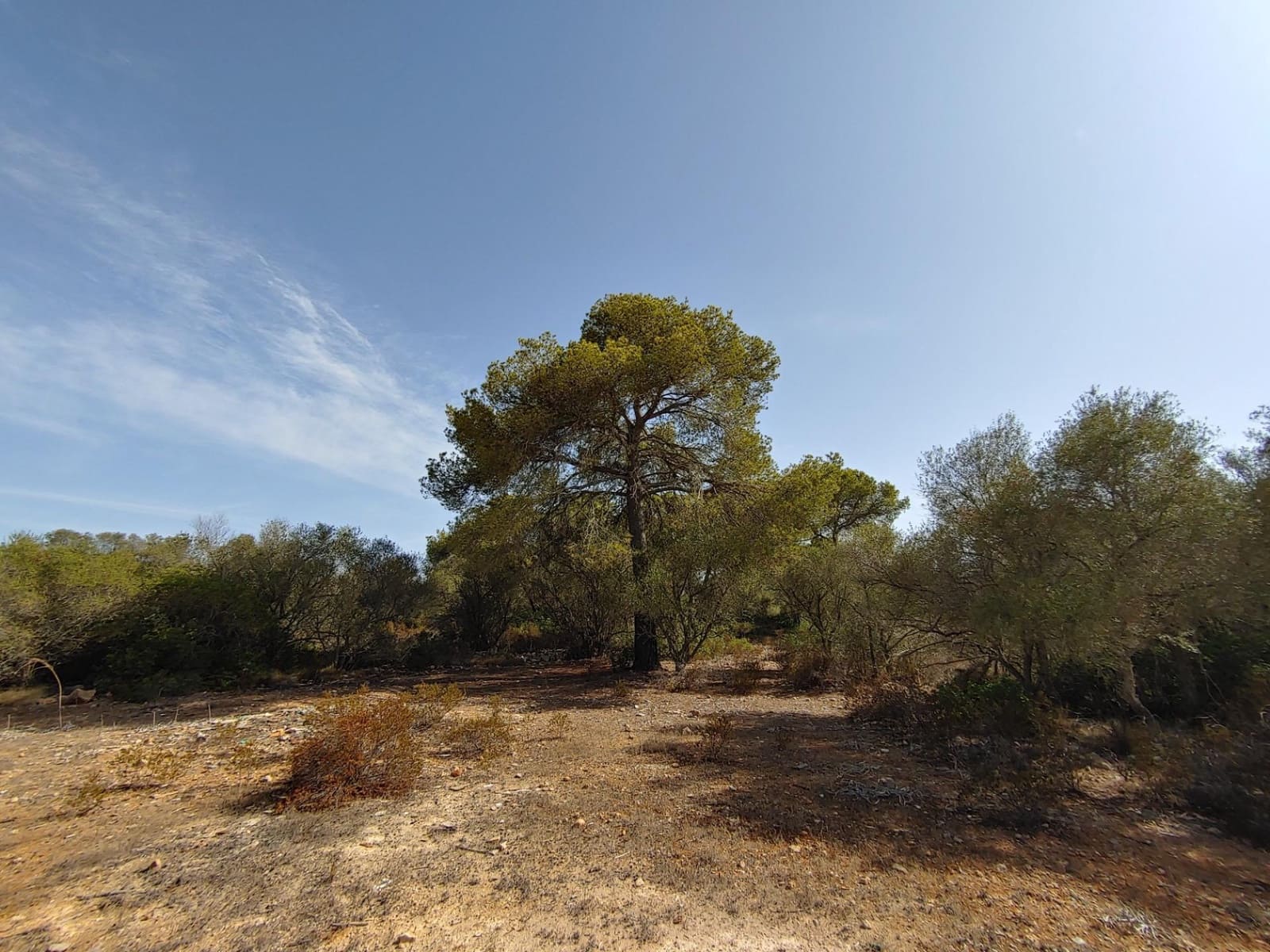 Bouwgrond te koop in Llucmajor - € 980.000 (Ref: 8491095)