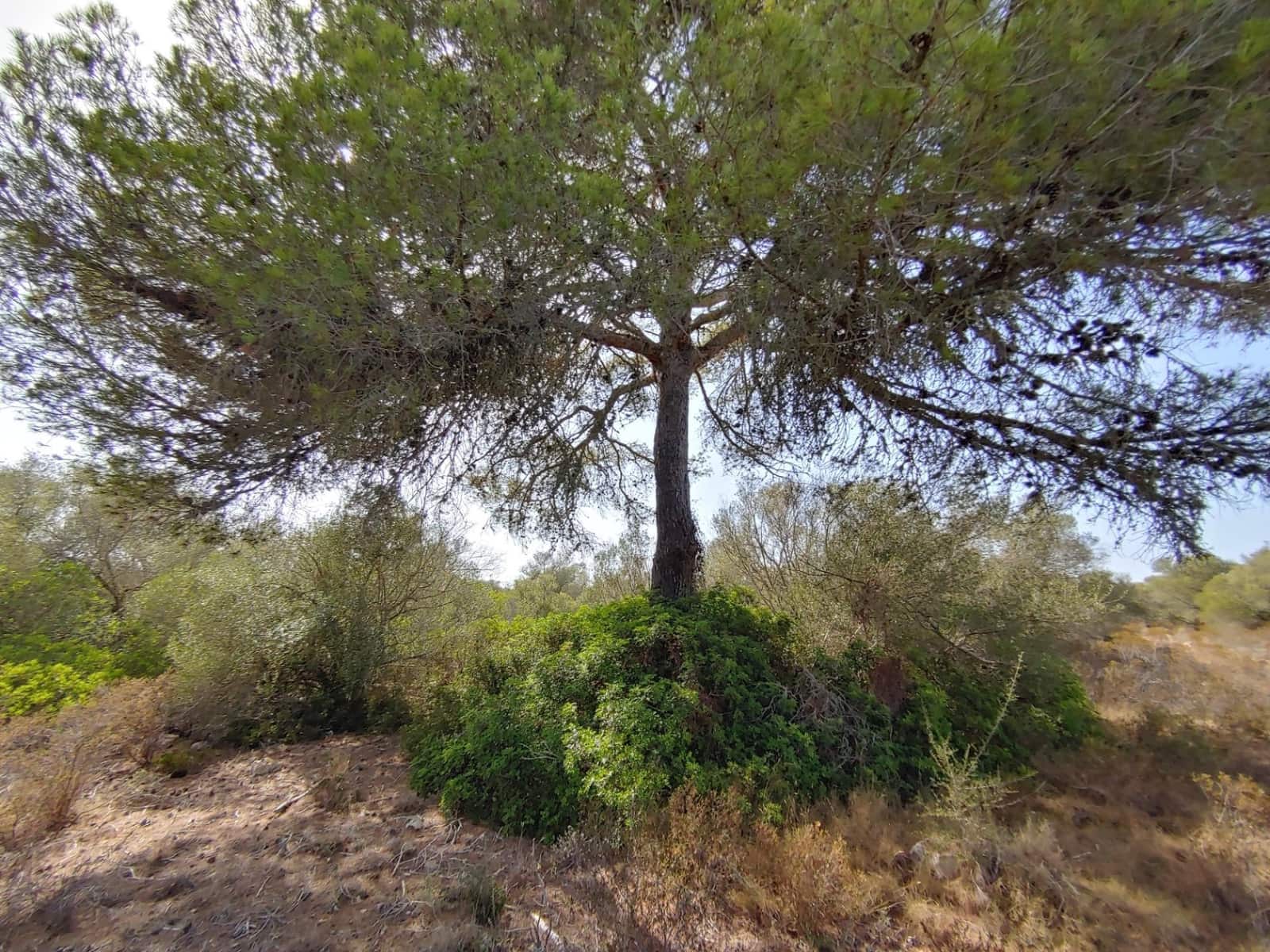 Bouwgrond te koop in Llucmajor - € 980.000 (Ref: 8491095)