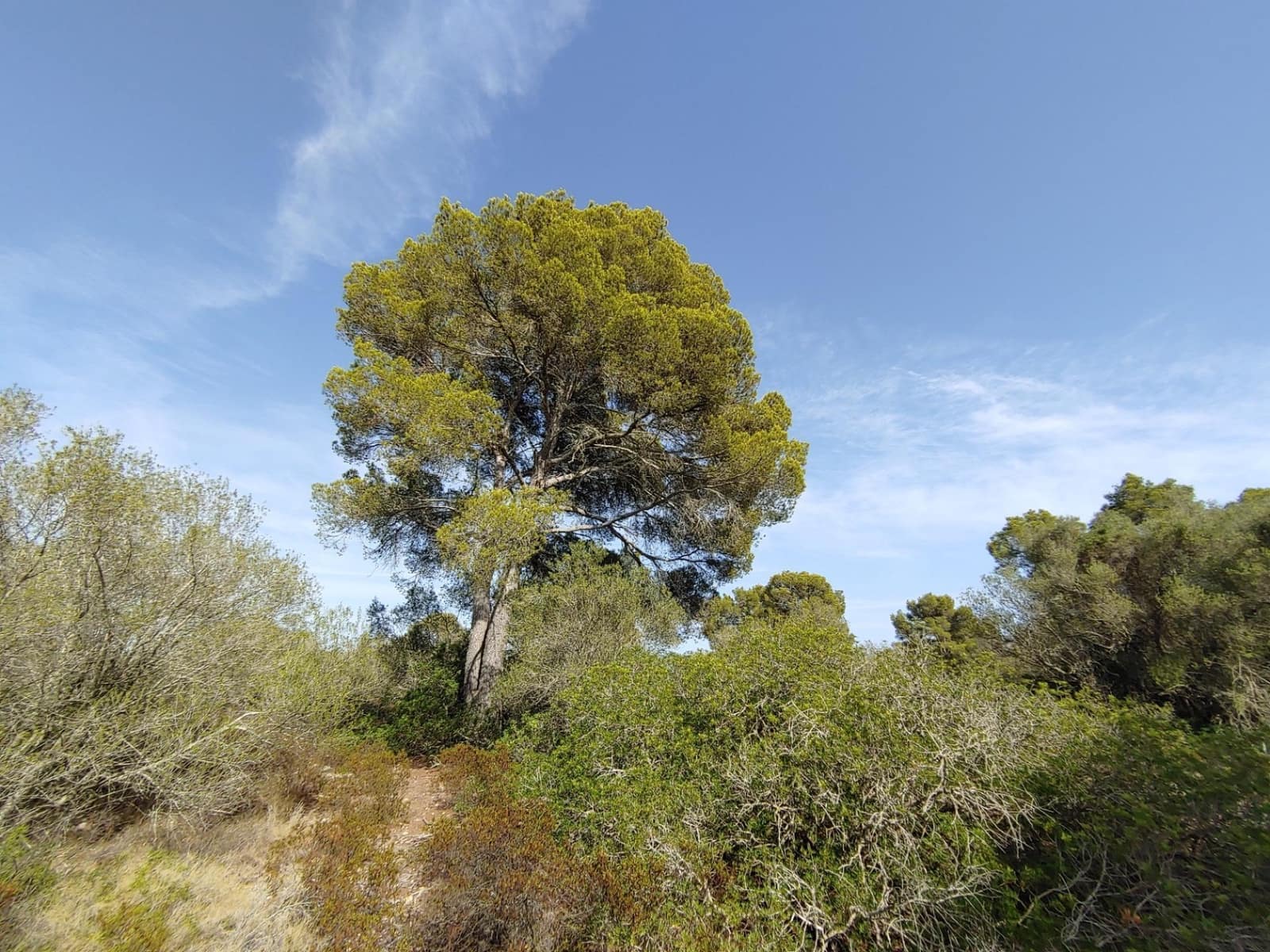 Bouwgrond te koop in Llucmajor - € 980.000 (Ref: 8491095)