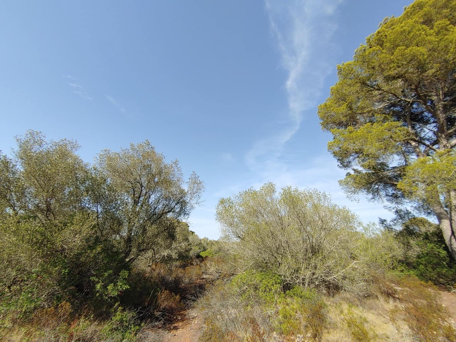 Bouwgrond te koop in Llucmajor - € 980.000 (Ref: 8491095)