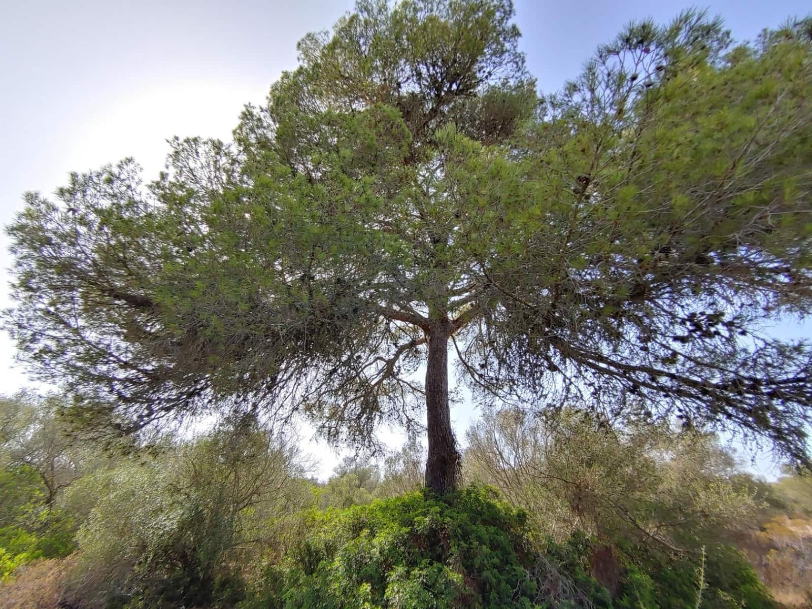 Bouwgrond te koop in Llucmajor - € 980.000 (Ref: 8491095)