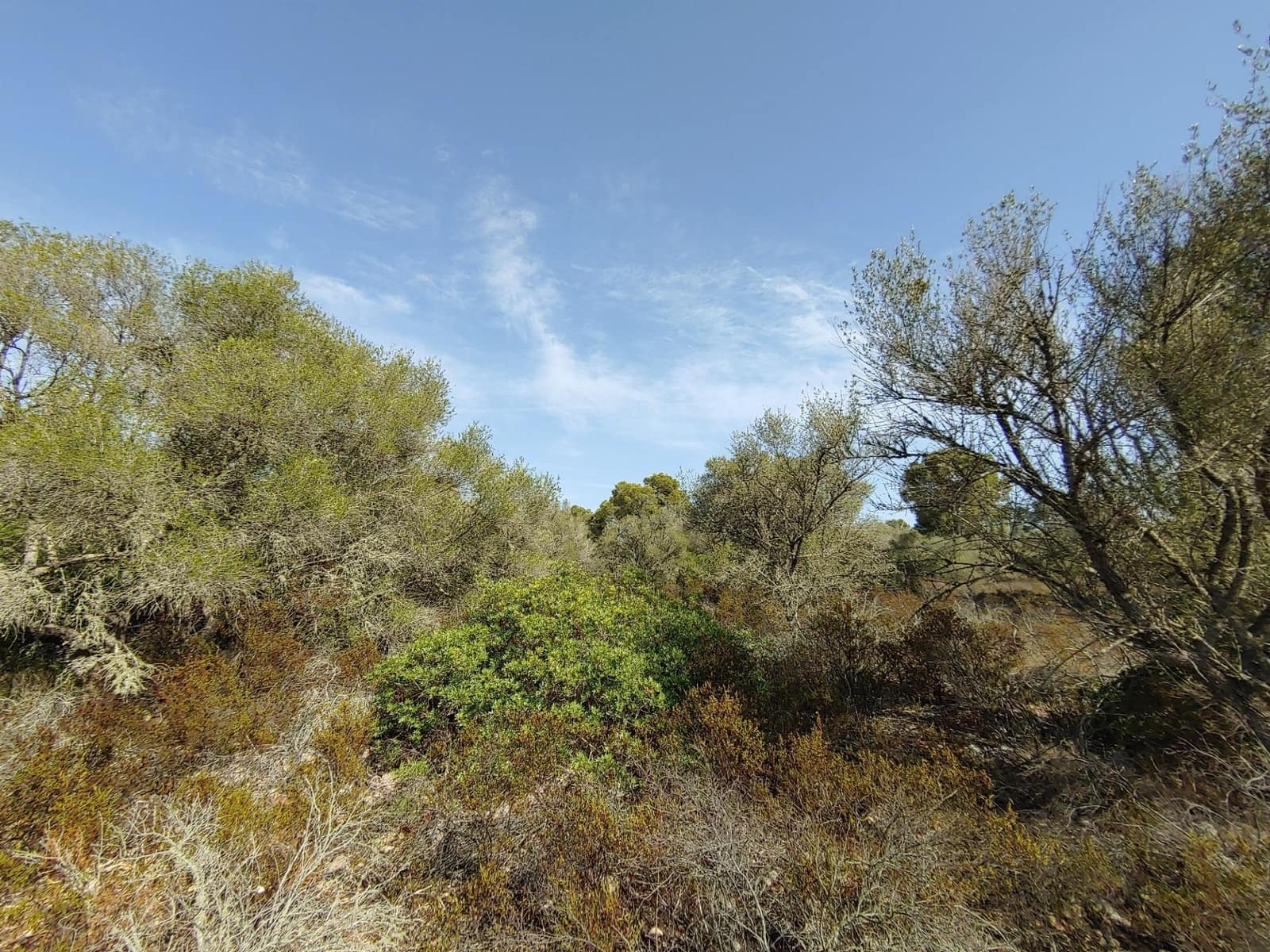 Bouwgrond te koop in Llucmajor - € 980.000 (Ref: 8491095)