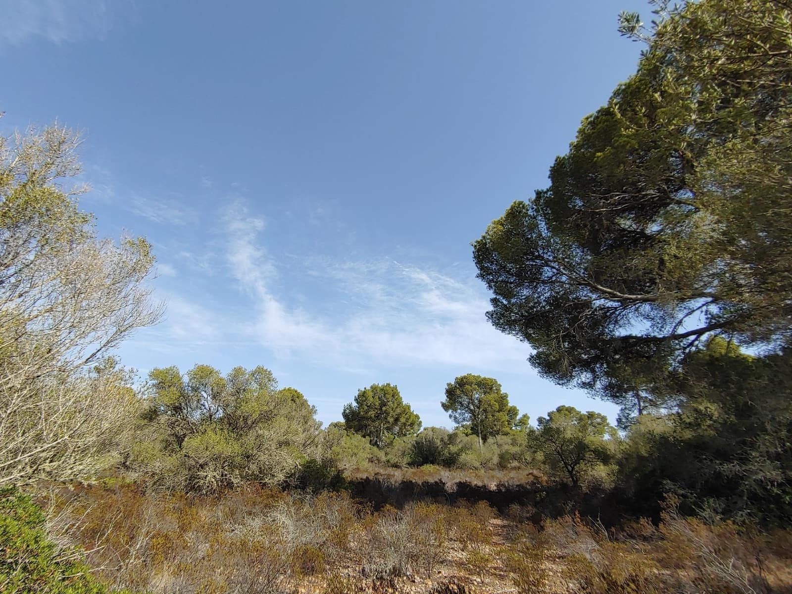 Bouwgrond te koop in Llucmajor - € 980.000 (Ref: 8491095)