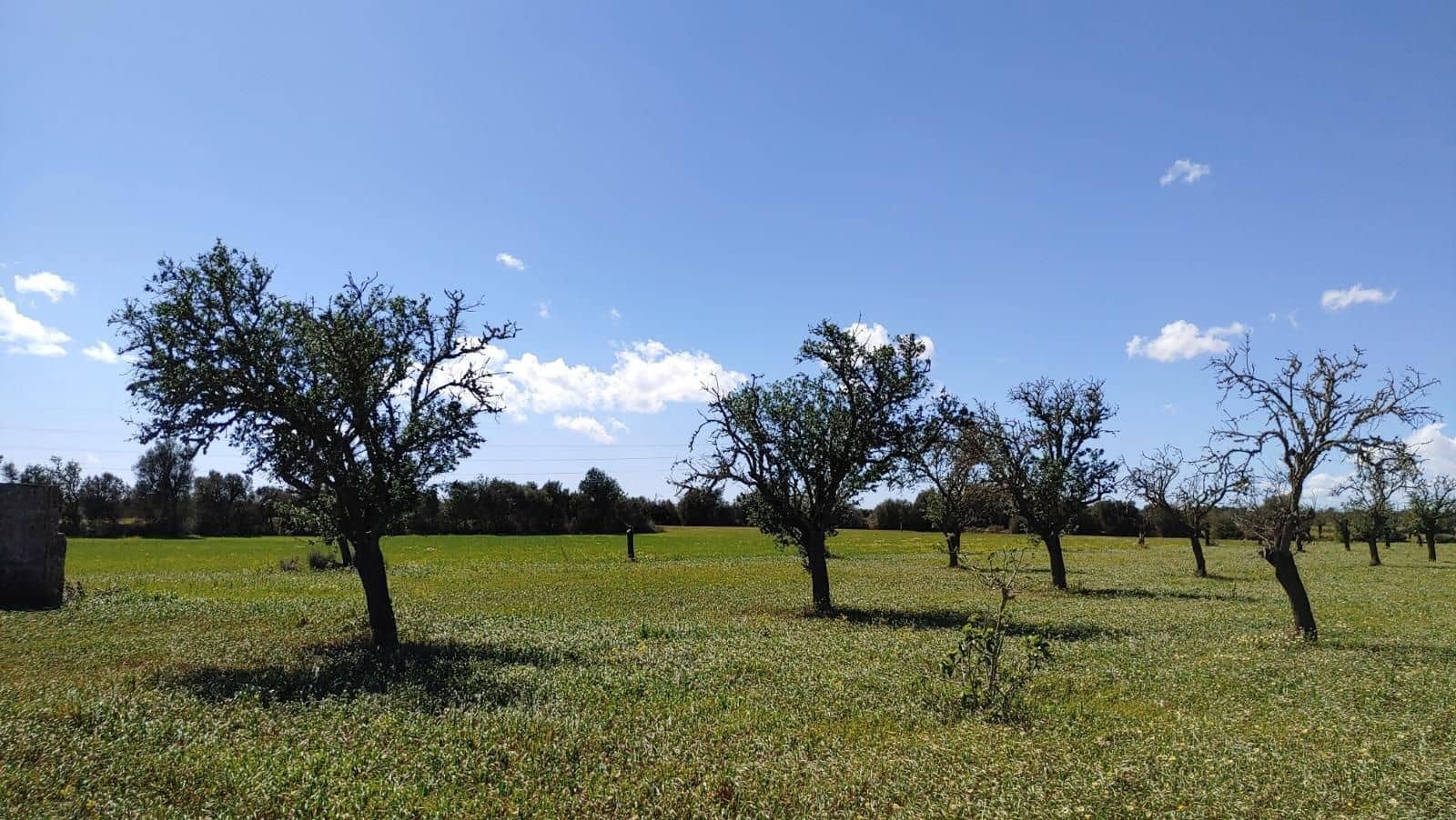 Byggegrund til salg i Campos - € 260.000 (Ref: 8531959)