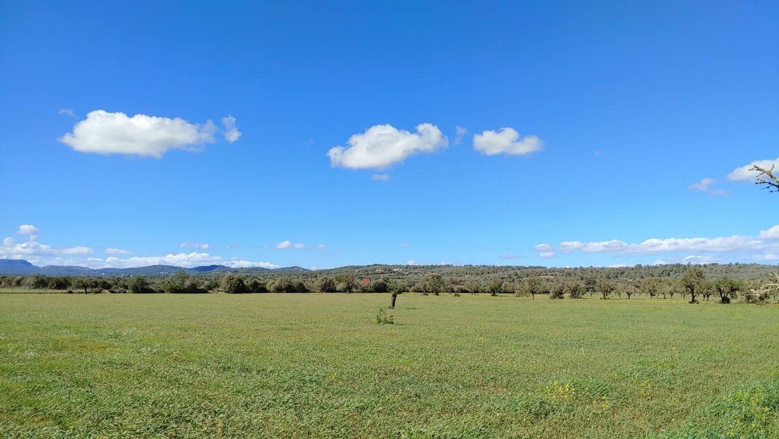 Terreno para Construção para venda em Campos - 260 000 € (Ref: 8531959)