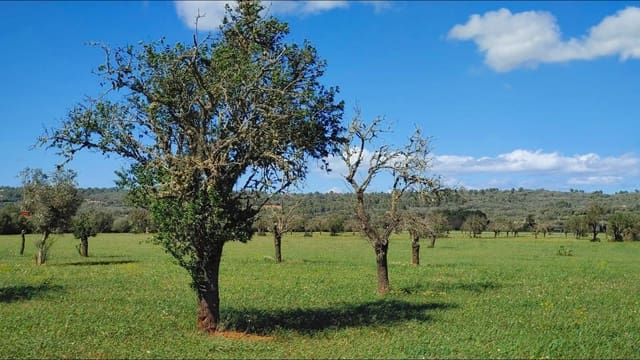 Działka budowlana na sprzedaż w Campos - 260 000 € (Ref: 8531959)