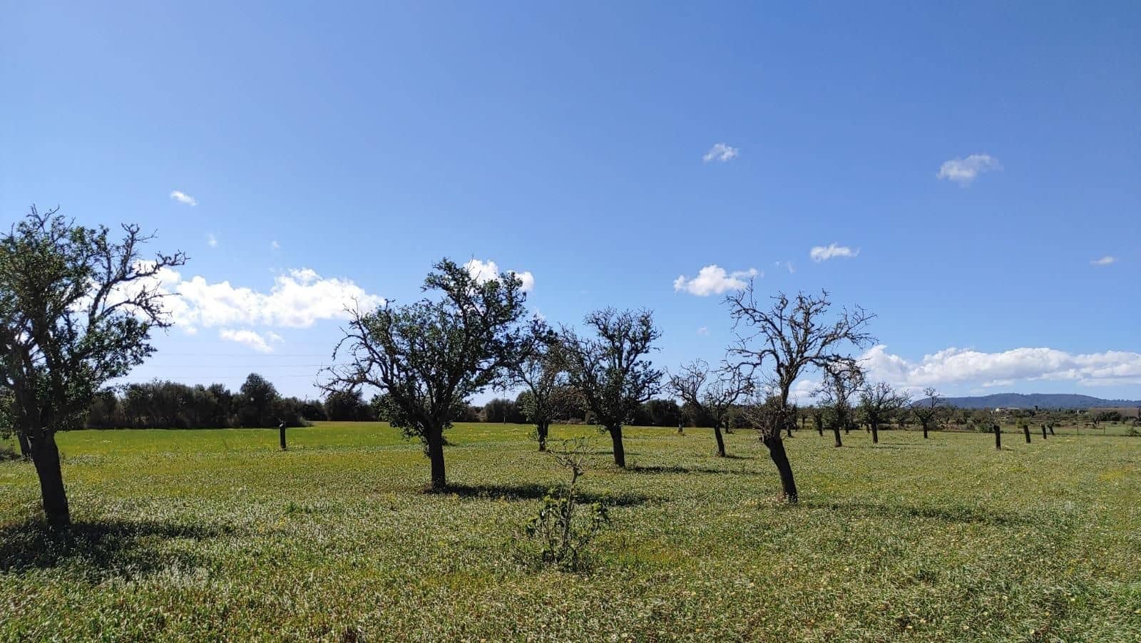 Terreno para Construção para venda em Campos - 260 000 € (Ref: 8531959)