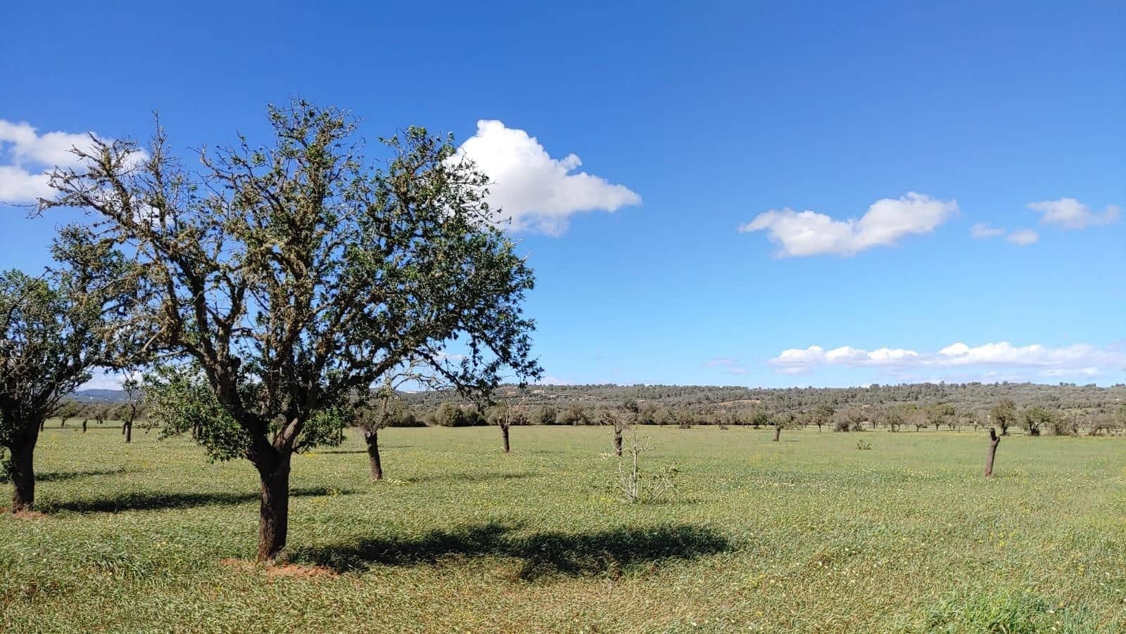 Terreno para Construção para venda em Campos - 260 000 € (Ref: 8531959)
