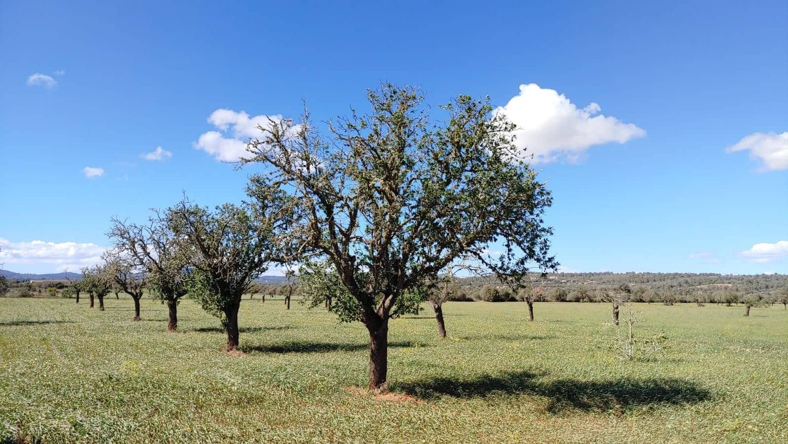 Terreno para Construção para venda em Campos - 260 000 € (Ref: 8531959)