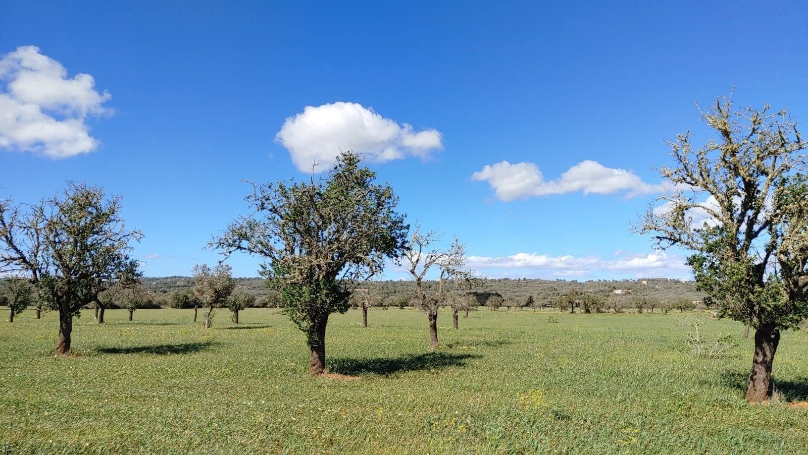 Terreno para Construção para venda em Campos - 260 000 € (Ref: 8531959)