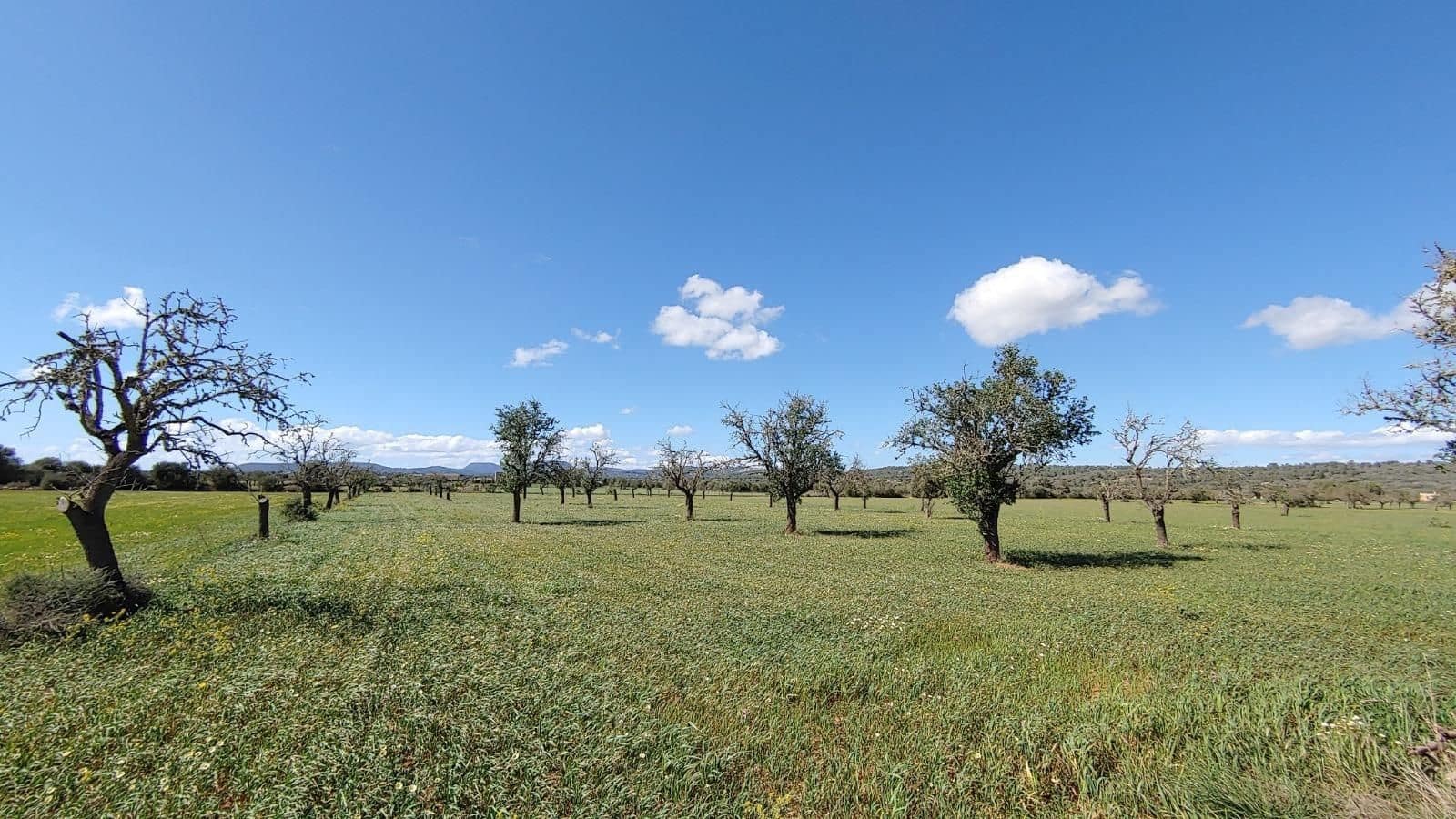 Terreno para Construção para venda em Campos - 260 000 € (Ref: 8531959)