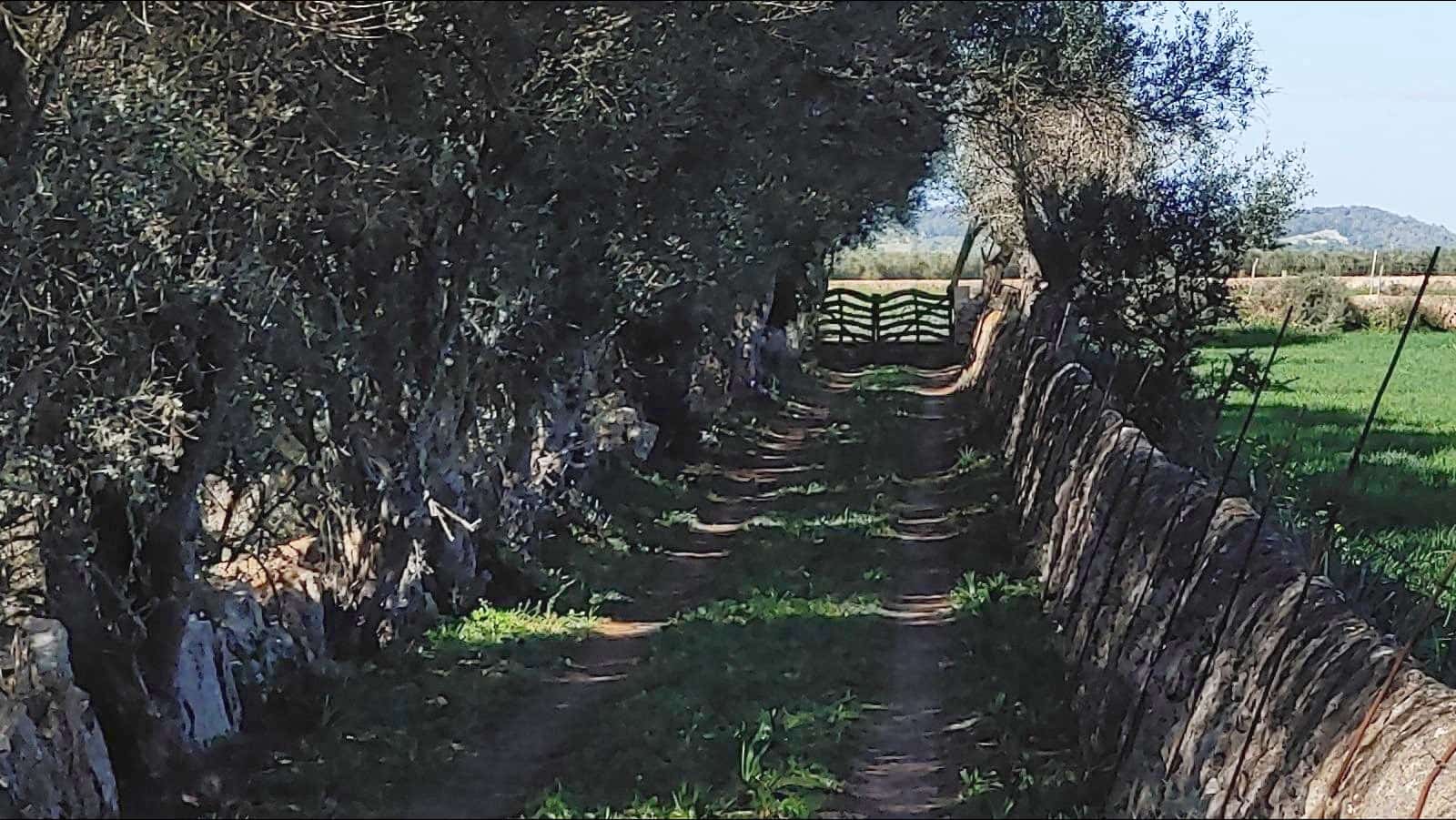 Bouwgrond te koop in Felanitx - € 790.000 (Ref: 8781619)