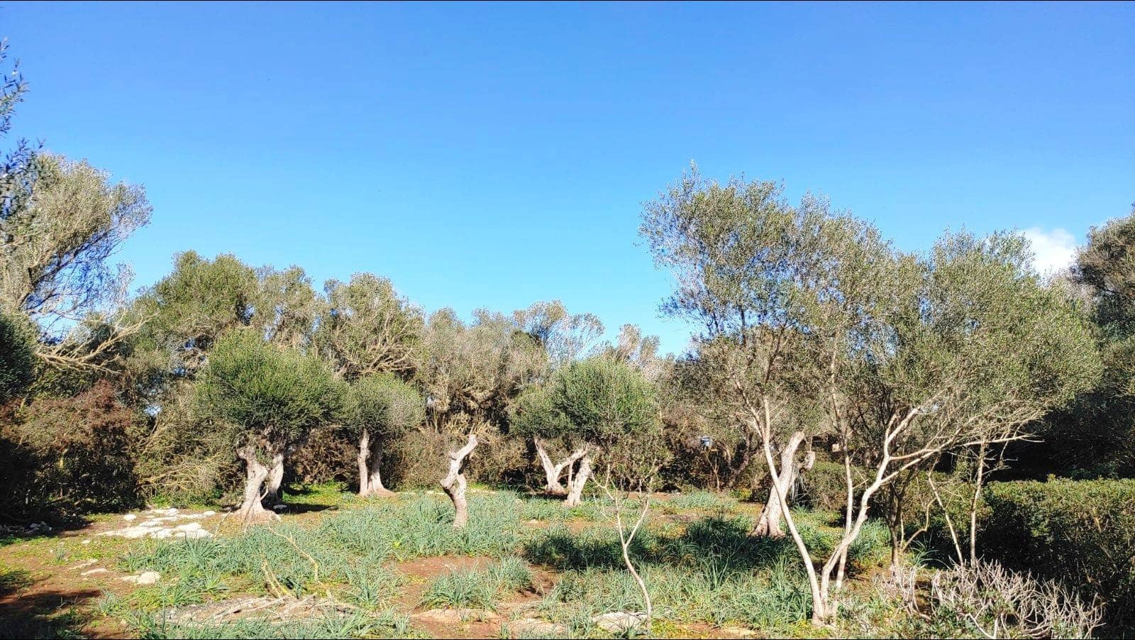 Bouwgrond te koop in Felanitx - € 790.000 (Ref: 8781619)