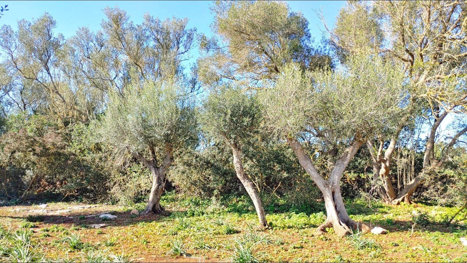 Bouwgrond te koop in Felanitx - € 790.000 (Ref: 8781619)