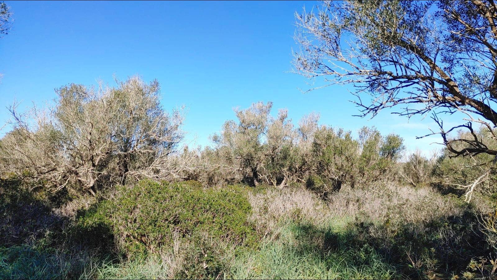 Bouwgrond te koop in Felanitx - € 790.000 (Ref: 8781619)