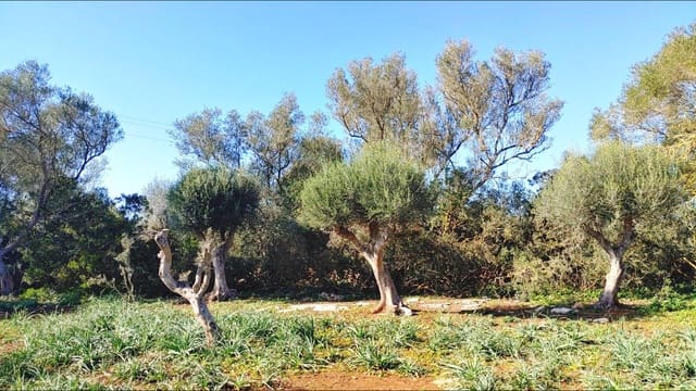 Bouwgrond te koop in Felanitx - € 790.000 (Ref: 8781619)