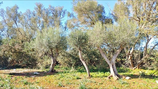 Bouwgrond te koop in Felanitx - € 790.000 (Ref: 8781619)