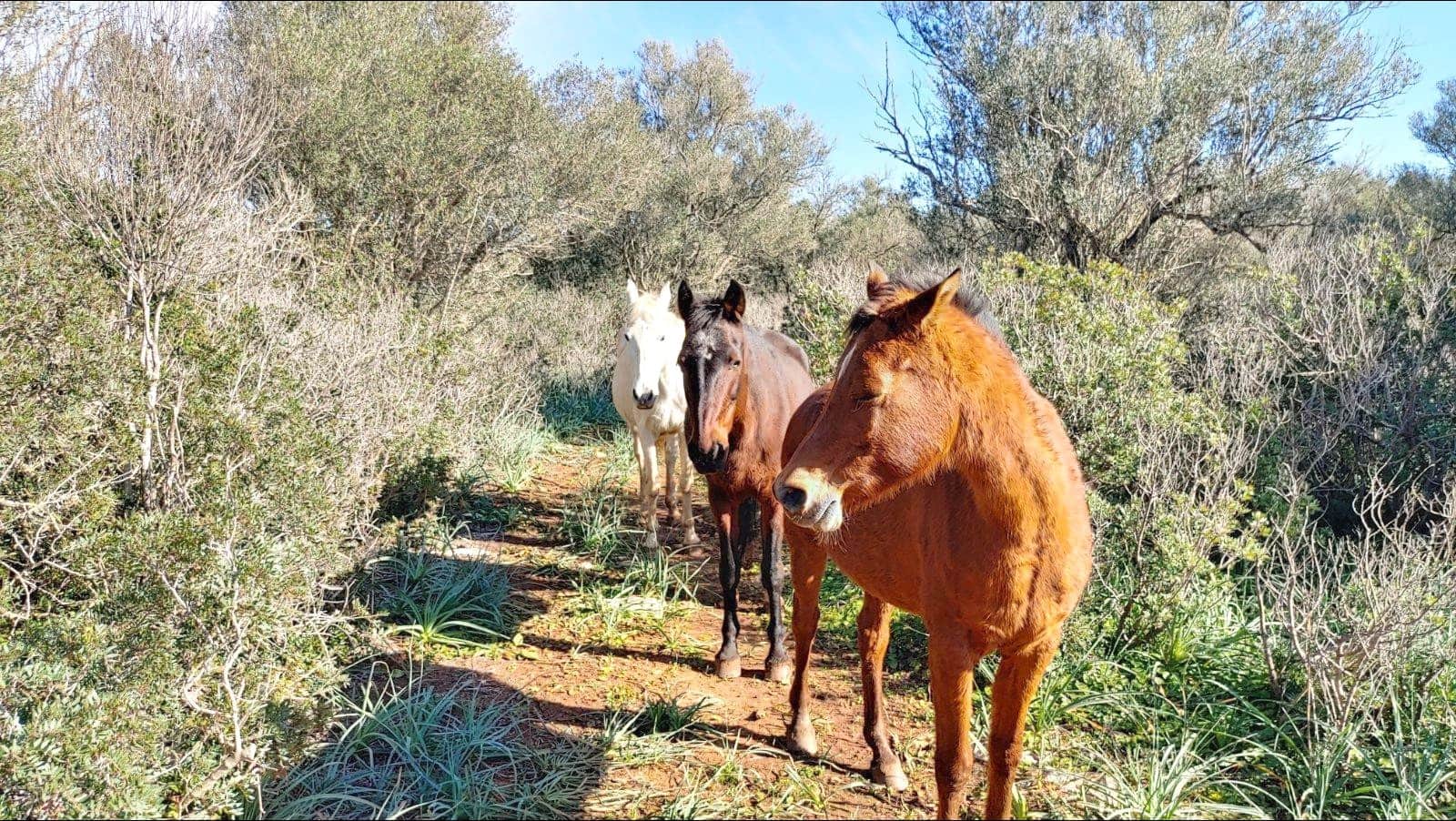 Bouwgrond te koop in Felanitx - € 790.000 (Ref: 8781619)