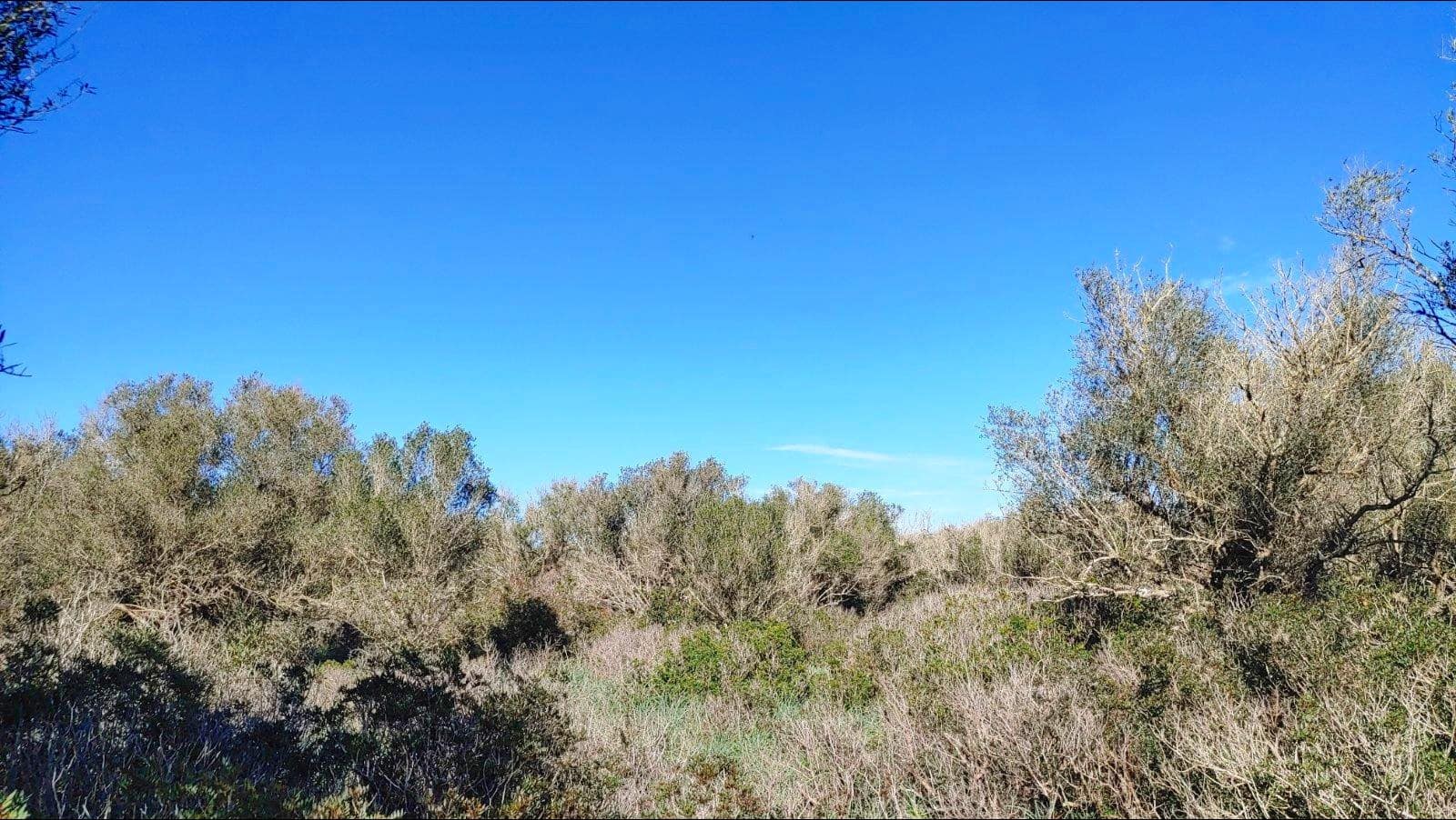 Bouwgrond te koop in Felanitx - € 790.000 (Ref: 8781619)