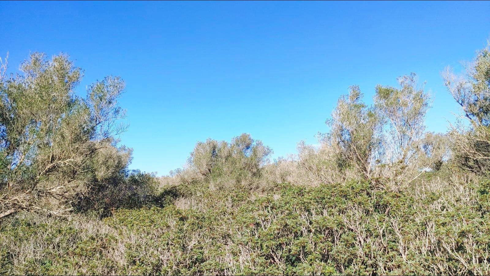 Bouwgrond te koop in Felanitx - € 790.000 (Ref: 8781619)