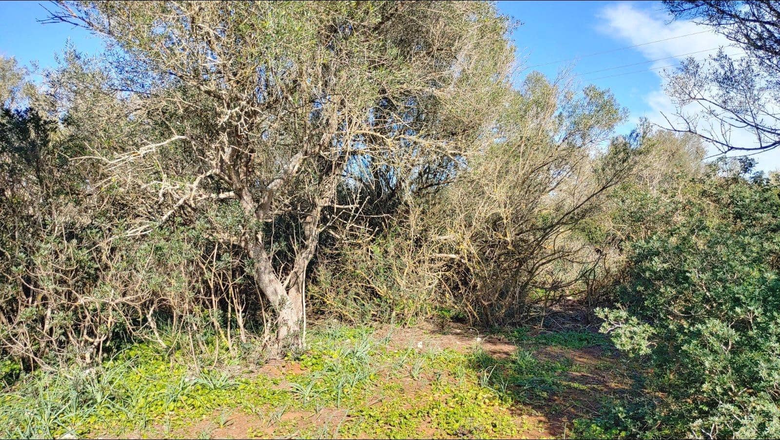 Bouwgrond te koop in Felanitx - € 790.000 (Ref: 8781619)