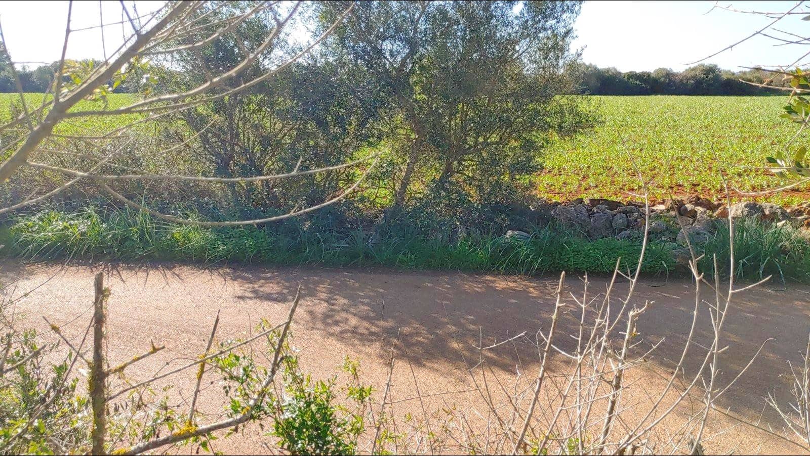 Bouwgrond te koop in Felanitx - € 790.000 (Ref: 8781619)