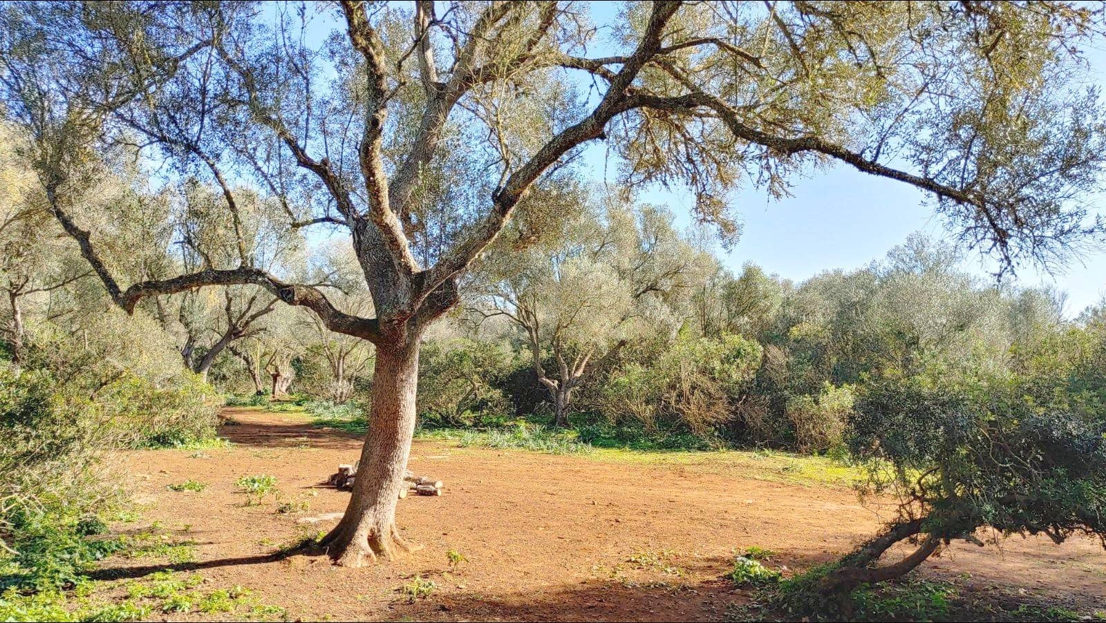 Bouwgrond te koop in Felanitx - € 790.000 (Ref: 8781619)