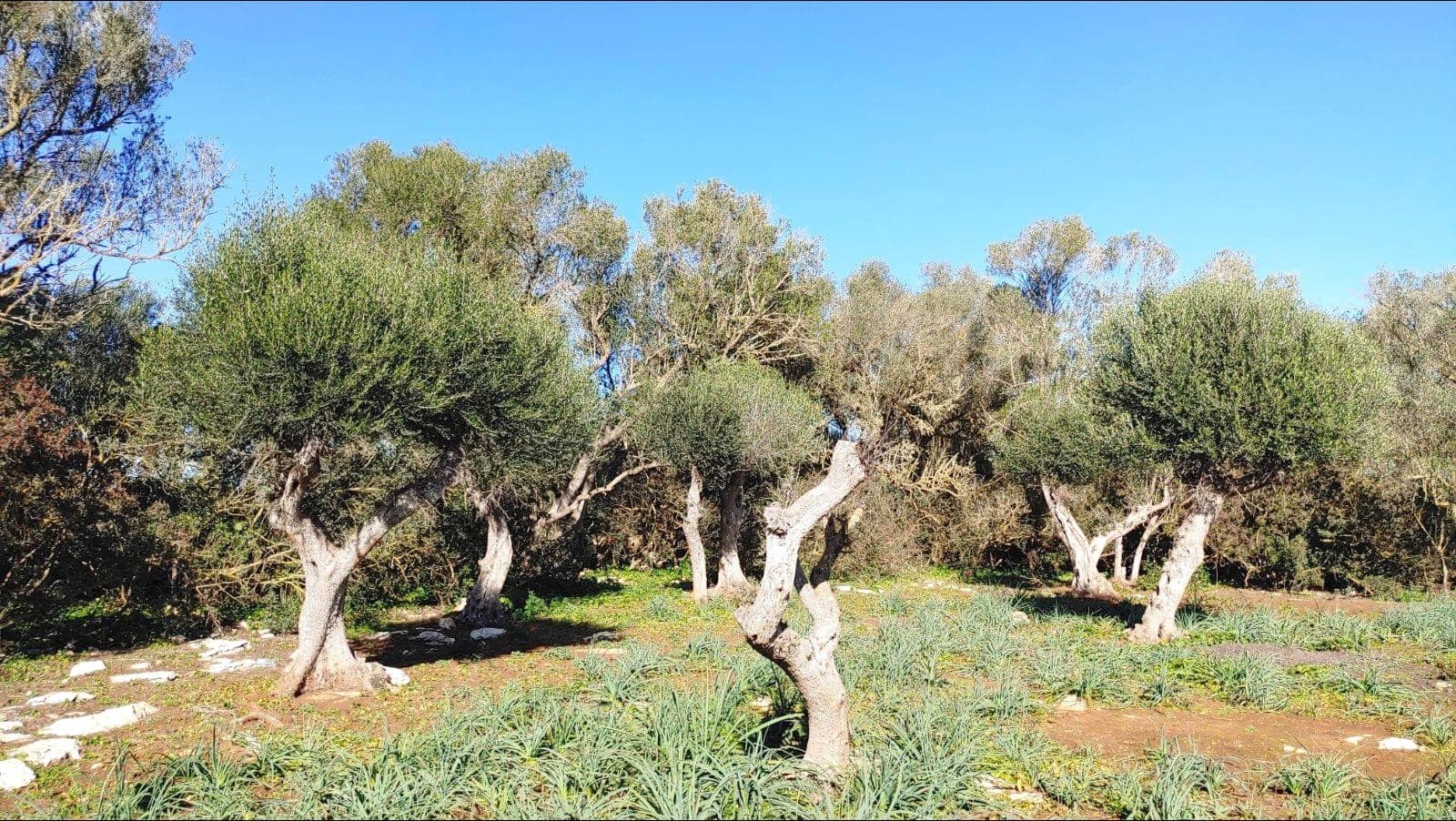 Bouwgrond te koop in Felanitx - € 790.000 (Ref: 8781619)