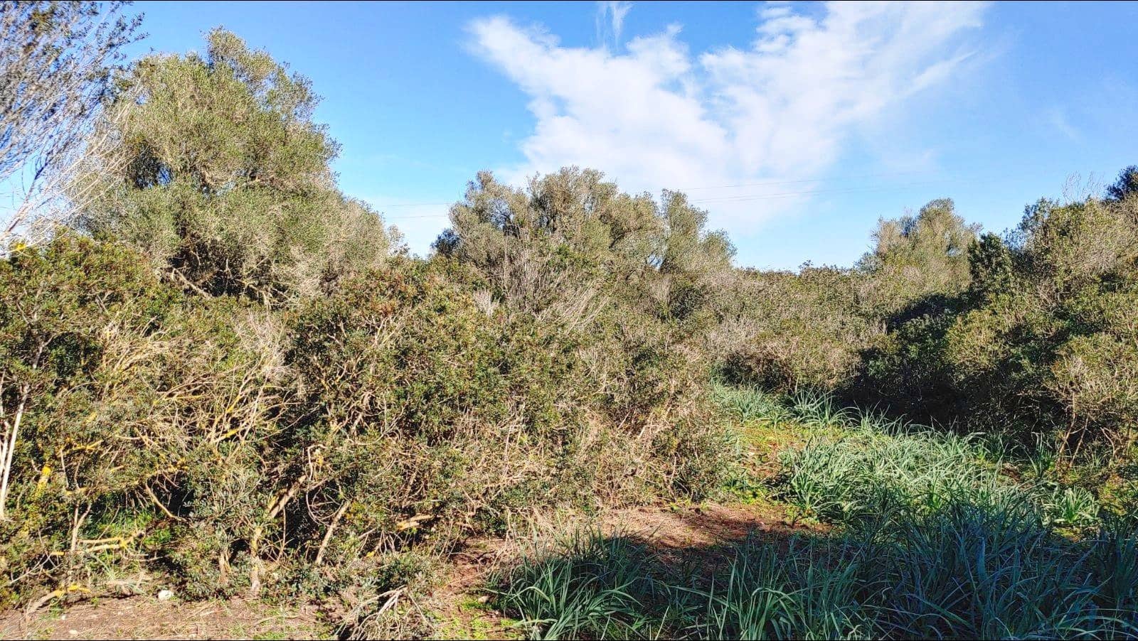 Bouwgrond te koop in Felanitx - € 790.000 (Ref: 8781619)