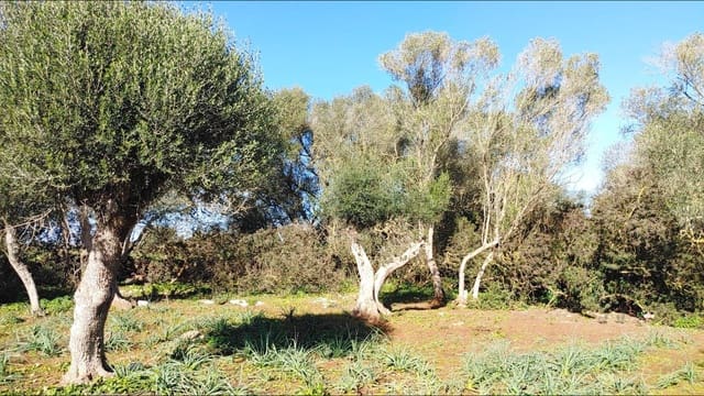 Bouwgrond te koop in Felanitx - € 790.000 (Ref: 8781619)